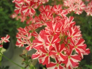 . root verbena seedling [ large wheel mi- tongue ] red ... pretty flower 10.5 centimeter pot enduring cold .. root .