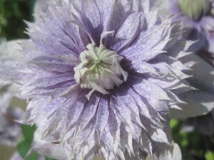  clematis large seedling [ water surface. ..] 6 number pot unusual flower pattern 