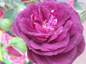  rose seedling [e pig ido] rose ~ dark purple . a little over . new seedling 10.5 centimeter deep pot FL