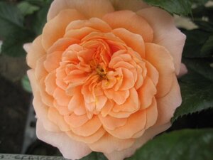 [fre gran tosa prize ] HT 10.5. deep pot apricot orange fragrance rose seedling 