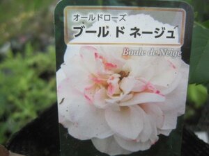 [b-rudone-ju] новый рассада OLD 12. глубокий pot роза рассада Old rose 5/11 фотосъемка 