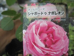 [ car Poe du Napoleon ] new seedling OLD 12. deep pot rose seedling Old rose 5/11 photographing 