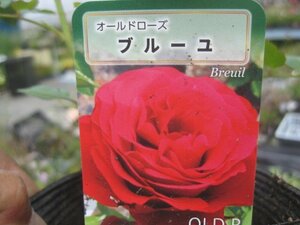 [ blue yu] new seedling OLD 12. deep pot rose seedling Old rose 5/11 photographing 