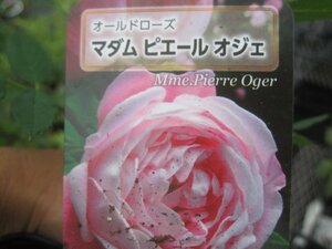 [ma dam Pierre oje] new seedling OLD 12. deep pot rose seedling Old rose 5/11 photographing 