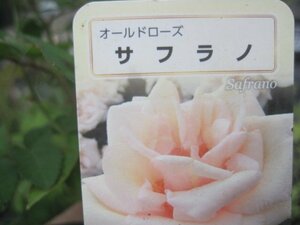 [saflano] new seedling OLD 12. deep pot rose seedling Old rose 5/11 photographing 