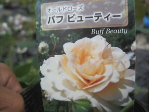 [ buffing view ti] new seedling OLD 12. deep pot rose seedling Old rose 5/11 photographing 