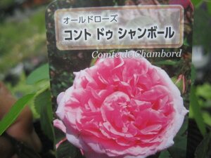 [ light-hearted short play du car n paul (pole) ] new seedling OLD 12. deep pot rose seedling Old rose 5/11 photographing 