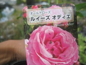 [ Louis -zotie] new seedling OLD 12. deep pot rose seedling Old rose 5/11 photographing 