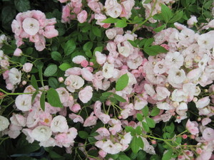バラ苗　『群舞』　1２cm深ポット　花終わり株　とげなしつるバラ　桜ピンクが優しい印象