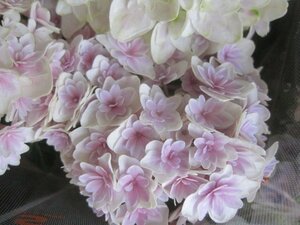  hydrangea flower ... stock [ dragon .] peach 5 number pot purple . flower 4/27 photographing 