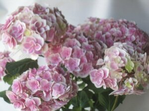  hydrangea blooming stock [ heaven . large . god ] peach 5 number pot purple . flower 5/25 photographing 