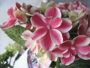  with translation hydrangea blooming stock [.] half .. peach 5 number pot purple . flower 5/25 photographing 