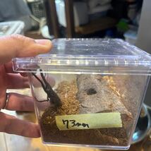 メタリフェルホソアカクワガタ　オス　(フィナエ） 産地:ペレン島 サイズ:73㎜　新成虫 即ブリ 成虫 _画像1