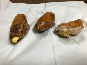 すぐ発送　タイ産高級新鮮ドリアン　大きモントーン種　金の枕の種　発芽間近　3粒