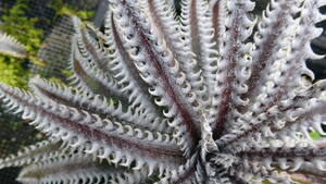 ti Kia sa The n Star Dyckia Southern Star [S021]