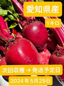 【農家直送】スーパーフード　奇跡の野菜ビーツ　1キロ　（愛知県産・ビーツ）お試しサイズ