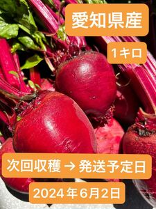 【農家直送】スーパーフード　ビーツ　1キロ　（愛知県産・ビーツ）お試しサイズ！