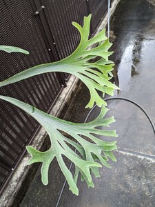 P.willinckii 'Moonlight' (PN) staghorn fern 