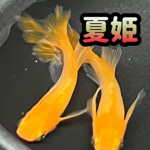 夏姫 70個 ＋α ひれなが 魚 エサ 卵 スワロー