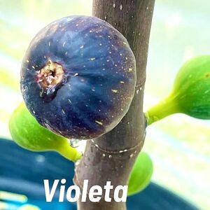 【Fg1136】在庫ラスト株！！超希少 『 Violeta 』イチジク 穂木 海外輸入 入手困難！！ 挿し木 無花果