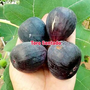 【Fg1333】在庫ラスト株！！超希少 『 Toro Sentado 』イチジク 穂木 海外輸入 入手困難！！ 挿し木 無花果