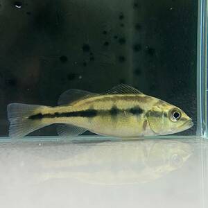 キクラ・オリノセンシス　4cm＋　1匹 [26371]　不二熱帯魚