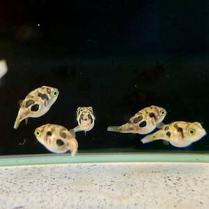 アベニーパファー　 1cm＋　10匹 【31211】　不二熱帯魚