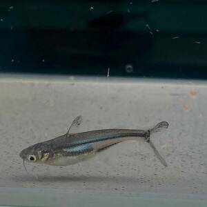 カイヤン　4cm＋　5匹 【25131】　不二熱帯魚