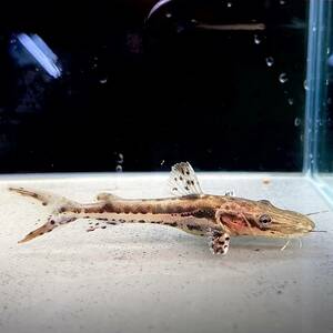 3匹 タイガーシャベルノーズキャット　7cm＋　3匹 【25001】　不二熱帯魚