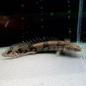 ポリプテルス・エンドリケリー　15cm＋　1匹 [29055]　不二熱帯魚