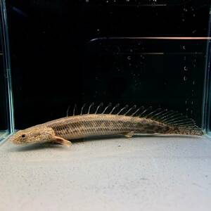 ポリプテルス・アンソルギー　8cm±　1匹 [29031]　不二熱帯魚