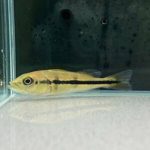 キクラ・インターメディア　5cm＋　1匹 [26341]　不二熱帯魚