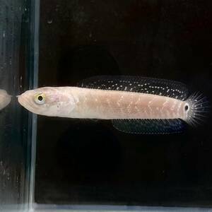 2匹　ホワイトスポットコウタイ　Channa asiatica white spot　5cm＋ 2匹 [28061] 不二熱帯魚