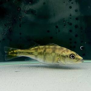 キクラ・ケルベリー　5cm＋　1匹 [26361]　不二熱帯魚