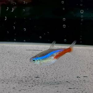30 pcs neon Tetra SM size 30 pcs [10002] un- two tropical fish 