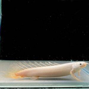 アルビノロングフィン・セネガルス　10cm±　1匹　 [29021]　不二熱帯魚