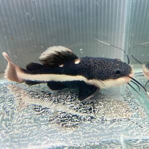 3匹　レッドテールキャット　3.5cm＋　3匹 [25022]　不二熱帯魚