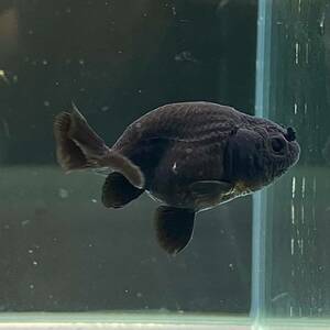  black golgfish 4cm+ 3 pcs [35641 un- two tropical fish 