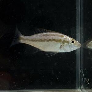 ディミディオクロミス　コンプレシケプス　3cm＋　10匹 [27071]　不二熱帯魚