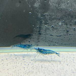 10 pcs blue bell bed shrimp M size 10 pcs set [33091] un- two tropical fish 