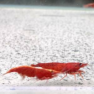 10 pcs super red shrimp M size 10 pcs set [33021] un- two tropical fish 