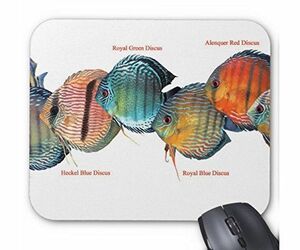  wild * discus. mouse pad 2( photo pad )