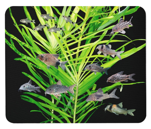  Corydoras. mouse pad ( photo pad )