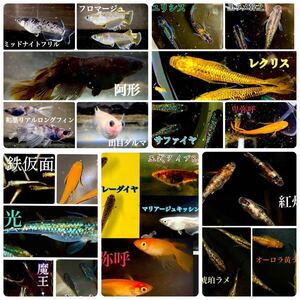 【極上】高級メダカの卵 ミックス 100個＋a