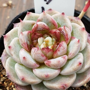 多肉植物NO180★レッドベルベット★ 6㎝ポット★ 新入荷★　韓国苗 　抜き苗　 超美苗 　　　エケベリア