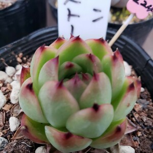 多肉植物NO224★ムーンストーン★ 7.5㎝ポット★ 新入荷★　韓国苗 　抜き苗　 超美苗 　　　エケベリア