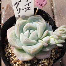 多肉植物NO135★アイスグリーン★ 7.5㎝ポット★ 新入荷★　韓国苗 　抜き苗　 超美苗 　　　エケベリア_画像6