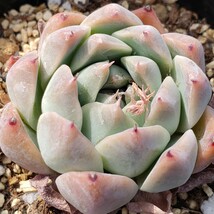 多肉植物NO124★ボルテクス★ 7.5㎝ポット★ 新入荷★　韓国苗 　抜き苗　 超美苗 　　　エケベリア_画像3