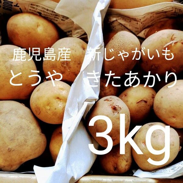 鹿児島産新じゃがいも　とうや　きたあかり　合計3kgセット　栽培期間中農薬不使用