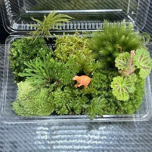 天然苔　こけ　植物詰め合わせ！ホウオウゴケ　ヒノキゴケ　イワマツ等 o